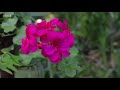 Redsoil gardener feature on bbcs gardeners world