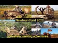 Moose and B&amp;C Woodland caribou hunt in Newfoundland, With Realistic Hunting Adventures.