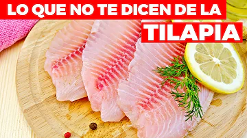 ¿Qué tilapia es mejor?