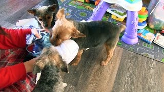 Dogs Opening Christmas Presents - Christmas Puppy Surprise