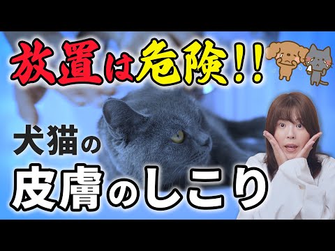 猫のしこりの見分け方と対策｜知っておくべき5つのポイント