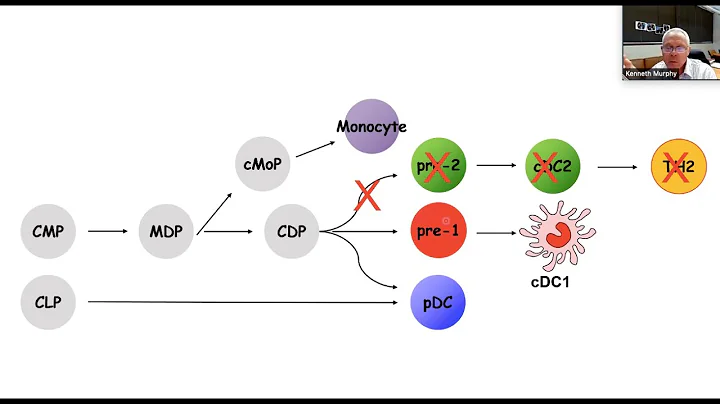 Transcriptional Control of Dendritic Cell Diversif...