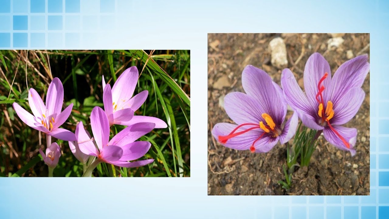 Attenti al terribile Colchicum Autumnale