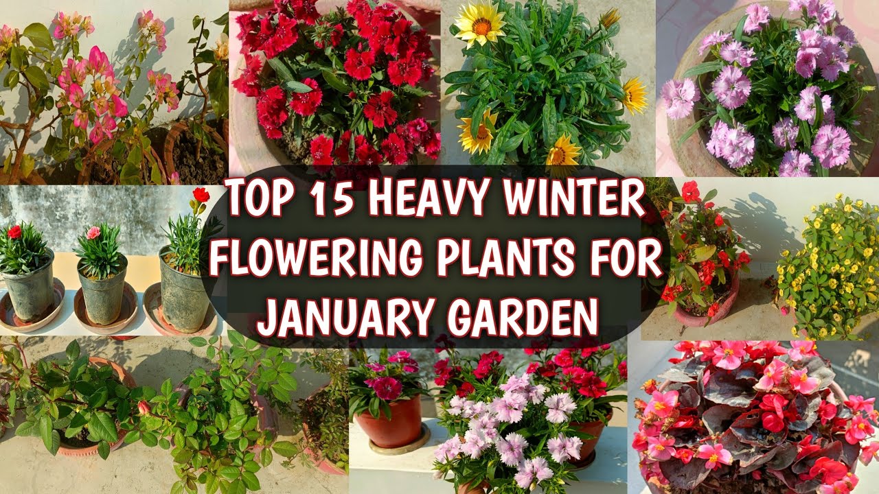 TOP 15 HEAVY WINTER FLOWERING PLANTS FOR JANUARY GARDEN 😍🌸| TOP 15 JANUARY FLOWERS 😍🌸