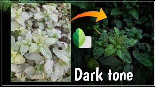 Trending Instagram Reel | dark Leaf Photo Editing | Snapseed Photo Editing Tutorial|#creater_insaan screenshot 1
