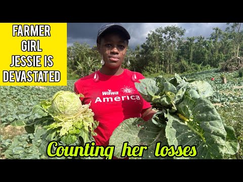 ALMOST 50,000 CABBAGE PLANTS LOST @THE JAMAICAN FARMER GIRL JESSIE DEVASTATED AS CROP FAILS