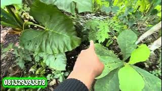 Land for sale, price 47 million, certificate already in place