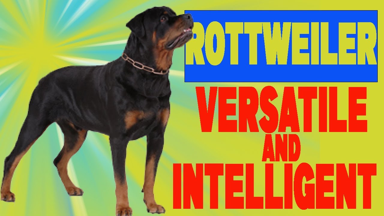 ROTTWEILER: VERSTILE AND INTELLIGENT - YouTube