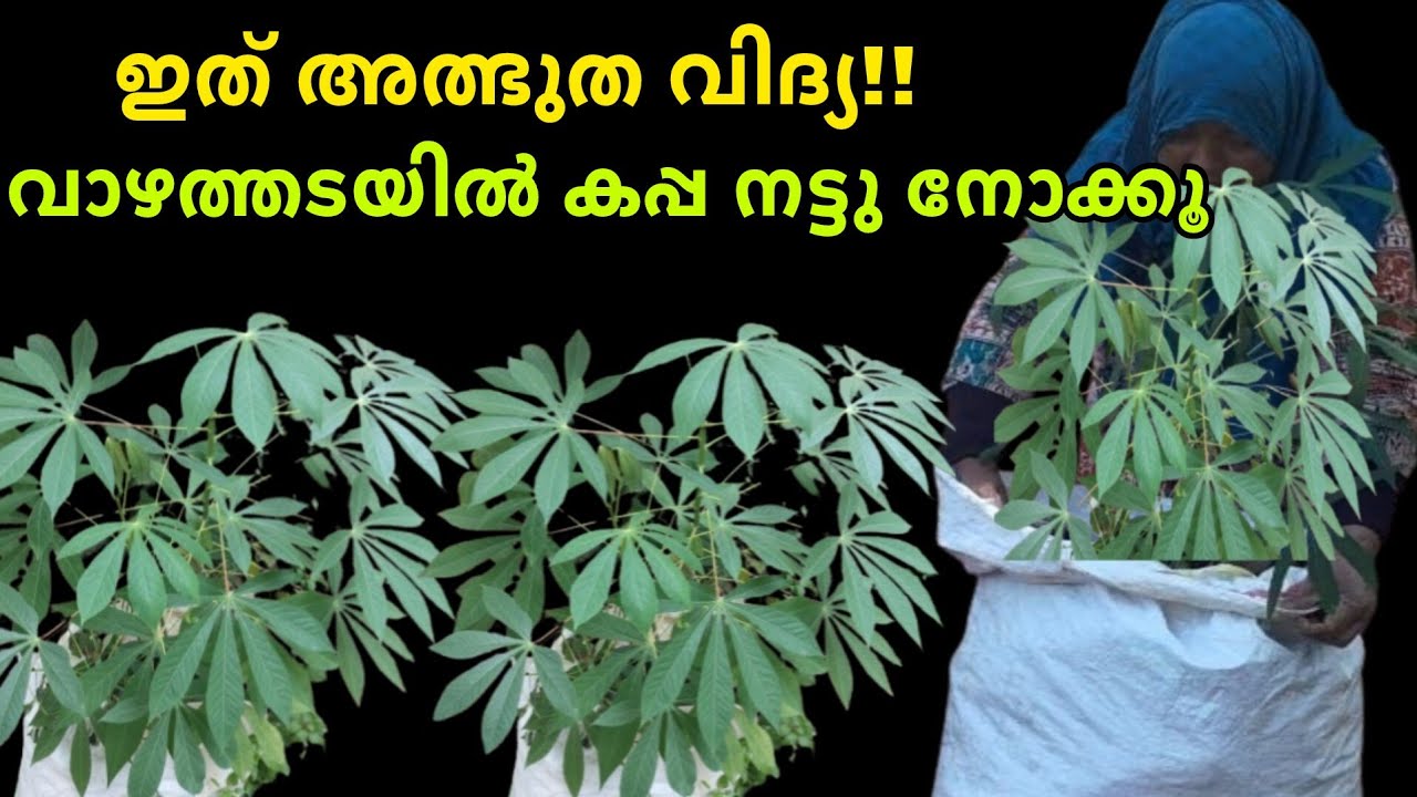 വാഴത്തടയിൽ കപ്പ നട്ടുനോക്കൂ ഫലം കണ്ട് നിങ്ങൾ ഞെട്ടും!!