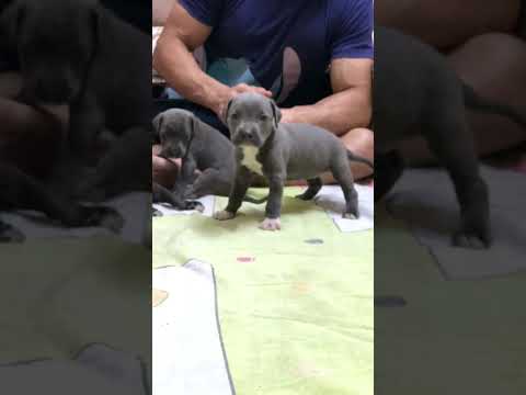 جراوي بيتبول للبيع 01111819204