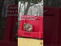 Squirrel pops out for a fried snack outside at McDonald's, see video