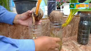 Membuat Bonsai Kelapa Media Air - Kelebihan dan Kekurangannya