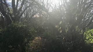Sunlight glints through the Willow trees by Samantha Adams