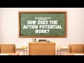 Action Potential Lecture | Psych Streams w/ Dr. Swan
