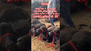 मडयई पड कटय