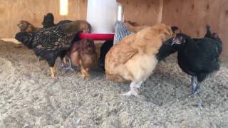 Update on our chickens at 10w old, new coop cleaning tool, and more.