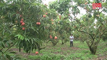 20 tấn vải thiều Bắc Giang sang Nhật Bản bán gần hết