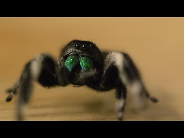 Spider hunts fly - Spider House - BBC Four class=