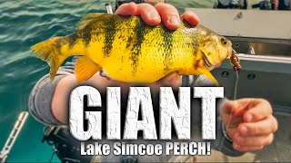 The SECRET to catching GIANT PERCH on Lake Simcoe!