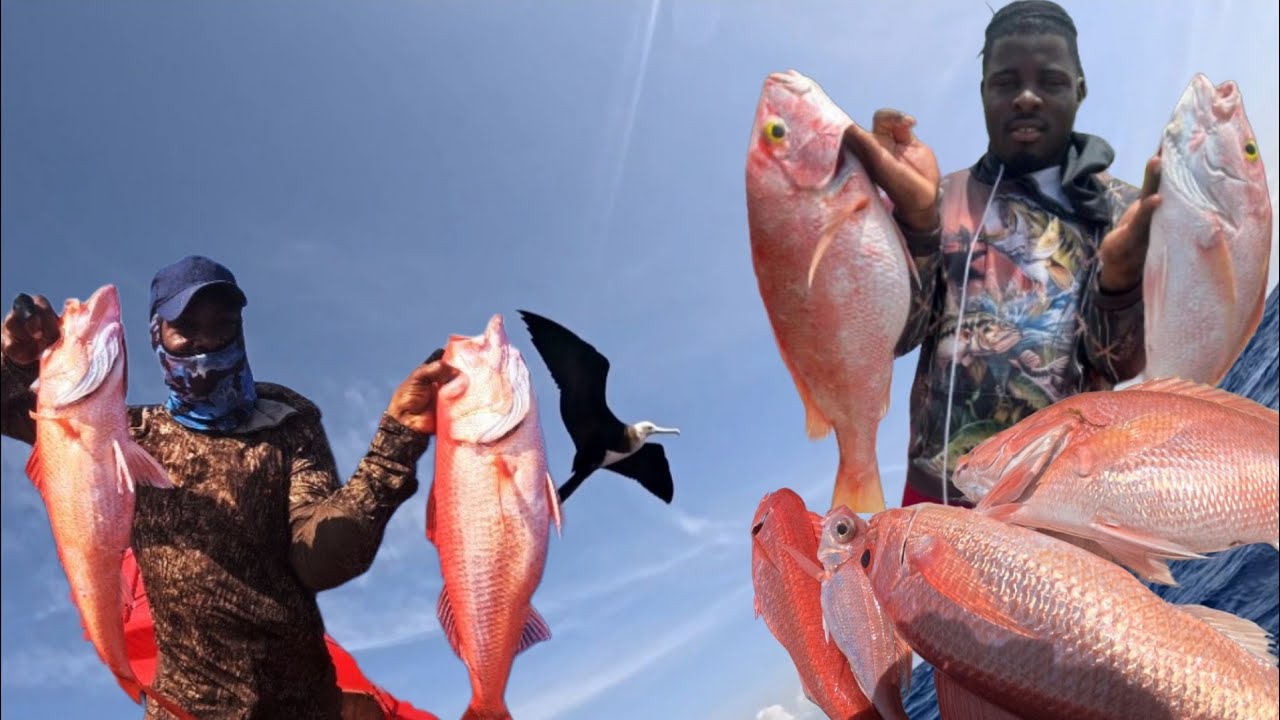 DOUBLE DIGITS YELLOW-EYE SNAPPERS CAUGHT IN FISH TRAP