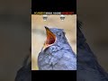 SCARIEST BIRDS SOUND MOMENTREELS🐦🤯🗿🔥 #shortsyoutube #birdsounds #reelsFb#shorts #soundbirds