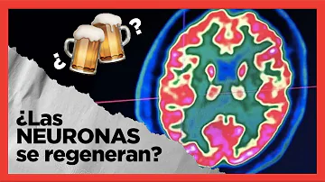 ¿Se regeneran las células cerebrales después del alcohol?