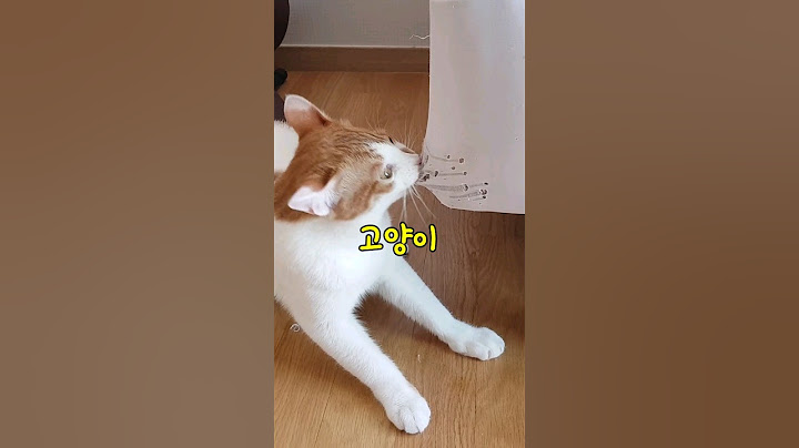 고양이 키울때 역대급 힘든 순간들 TOP7