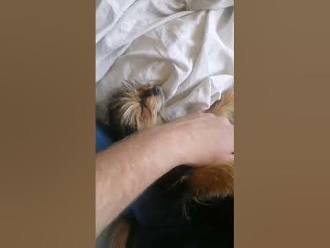 деловая собака😄 отмечай свою, 😂😂#shorts #tiktok #собака #шпорк - YouTube