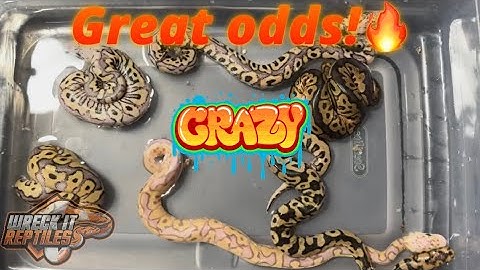 Ball Python Clutch #3 Egg Cutting & Update. 2024