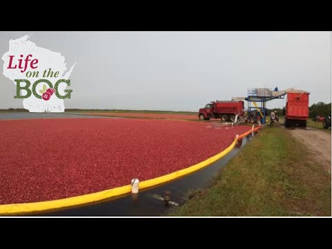 Video: Cranberry-Rohlinge