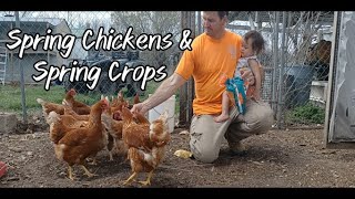 Spring Chickens and Spring Crops by The Neals' Homestead 475 views 1 year ago 9 minutes, 40 seconds