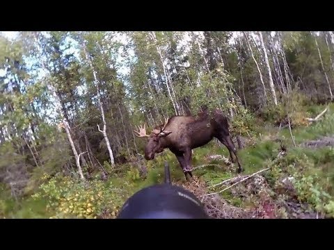 Älgjakt - Det bästa från svensk jakt 2018
