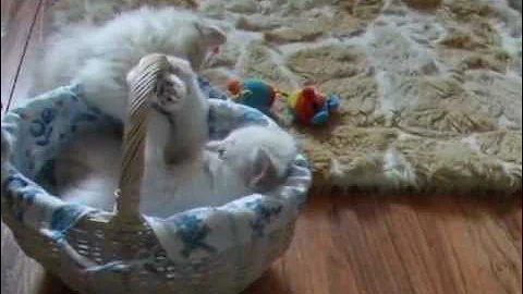 Video 9901311: tiny kitten playing, cute cattery