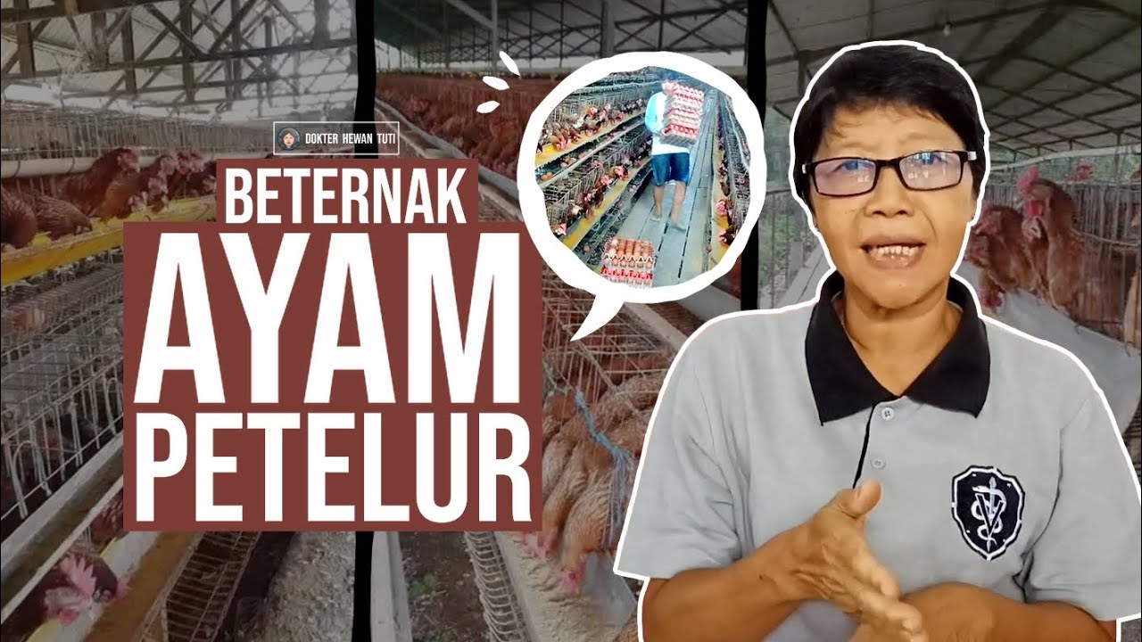 Yang diperlukan utk beternak Ayam Petelur | Dokter Hewan Tuti