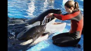 Will You Be There In Loving Memory Of Dawn Brancheau