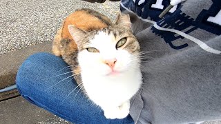 ドライブイン駐車場で三毛猫がいたので近づいてモフモフしたら喜んで膝の上に乗ってきた
