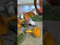 Делаем грибы из ваты