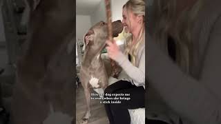 Dog owners can you relate to this? #dogsoftiktok #dogs #dogowners #funnydogvideos #shorts #greatdane