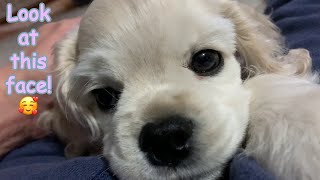 A lazy day with our ever-adorable American Cocker Spaniel puppy Ebony-Skye!