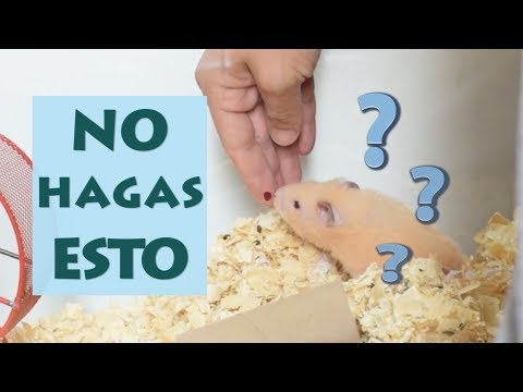 Video: ¿Cómo sé que mi conejo está en celo y listo para criar?