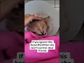 Urgent: We’re racing time to save our injured kitten, kindly consider donating to support save her .