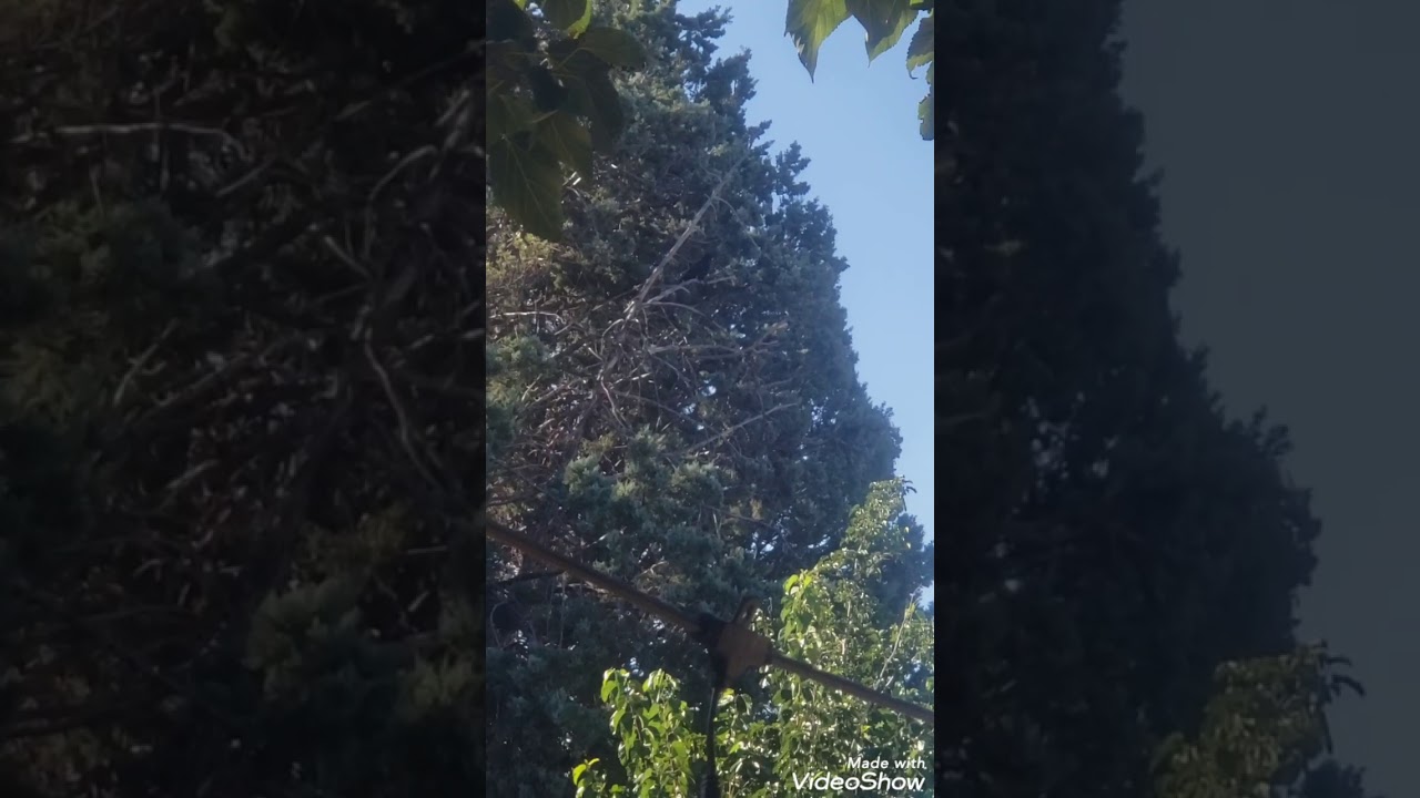 Bird making clicking sound