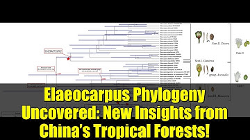 Elaeocarpus Phylogeny Uncovered: New Insights from China’s Tropical Forests!