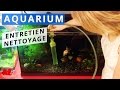 Entretien d'un aquarium poisson rouge
