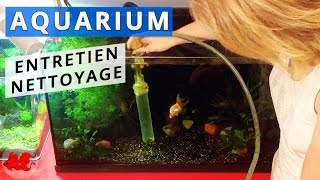 Entretien d'un aquarium poisson rouge