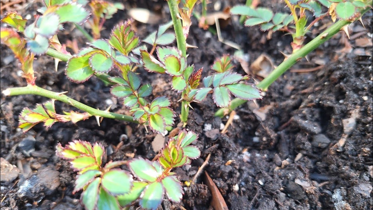 Розы 🌹 Стартовали Уже - ЛИСТОЧКИ РАЗВОРАЧИВАЮТ, а только 1 Марта сегодня - штат Джорджия США 😉