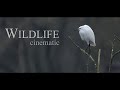 A Nature Story, Wildlife Cinematic Film. 4K Sigma 150-600mm F5-6.3 / Sony