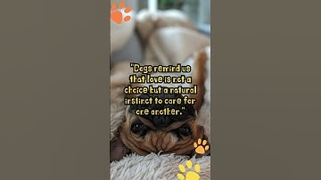 Harmony of Love: Creating Unity Through Unconditional Affection | Daily dose of Sunshine | #dog