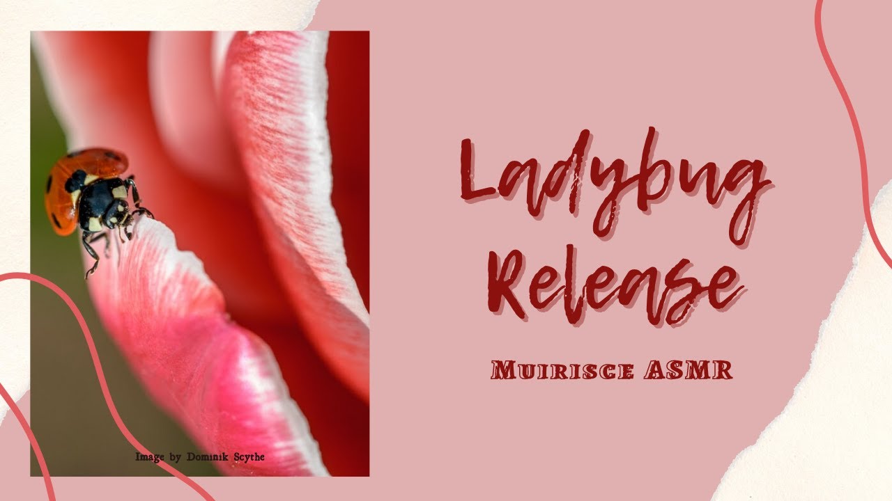 ASMR Ladybug Release - YouTube