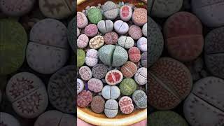 Most Expensive Succulents in the World #shorts #succulents